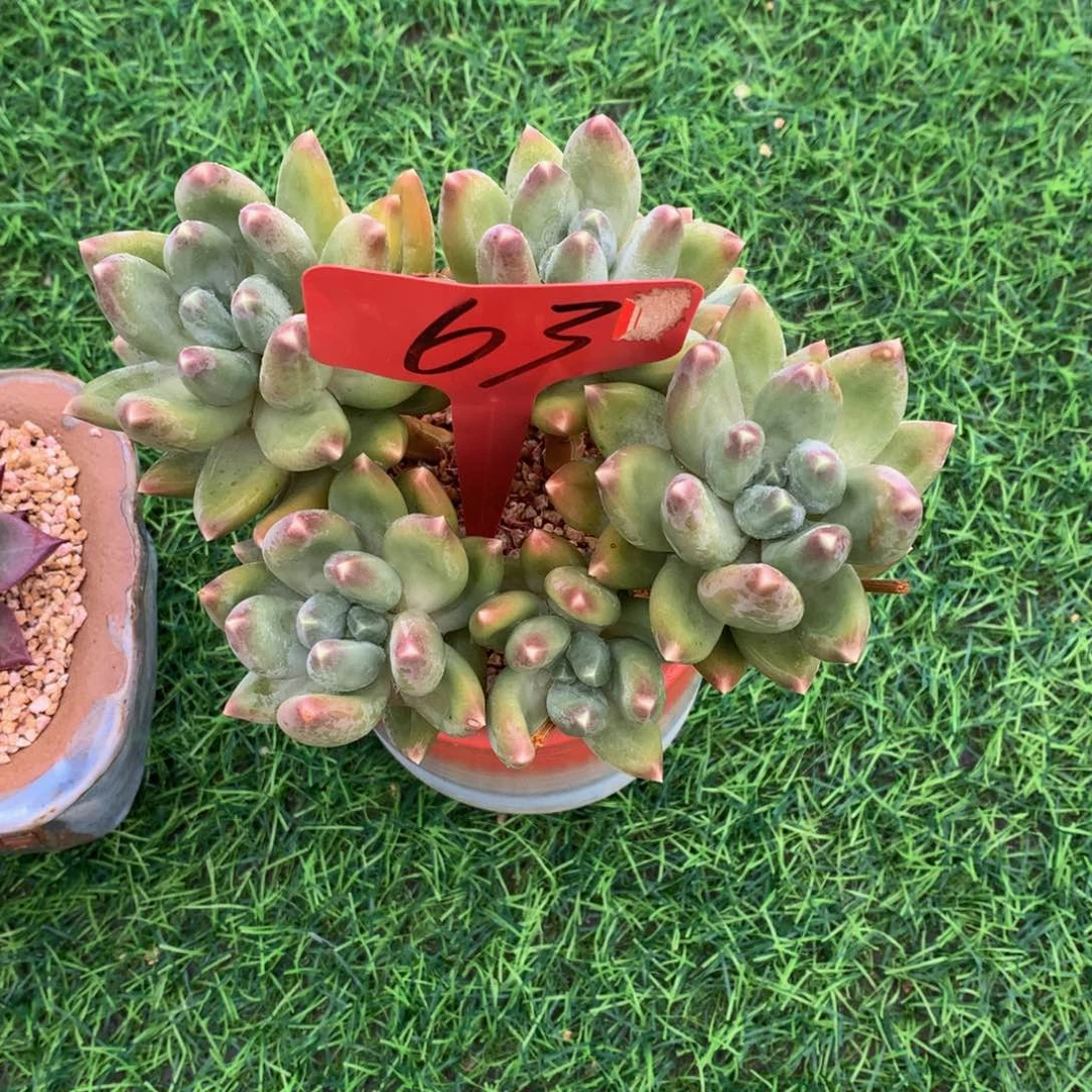 甜***井星空美人多肉植物