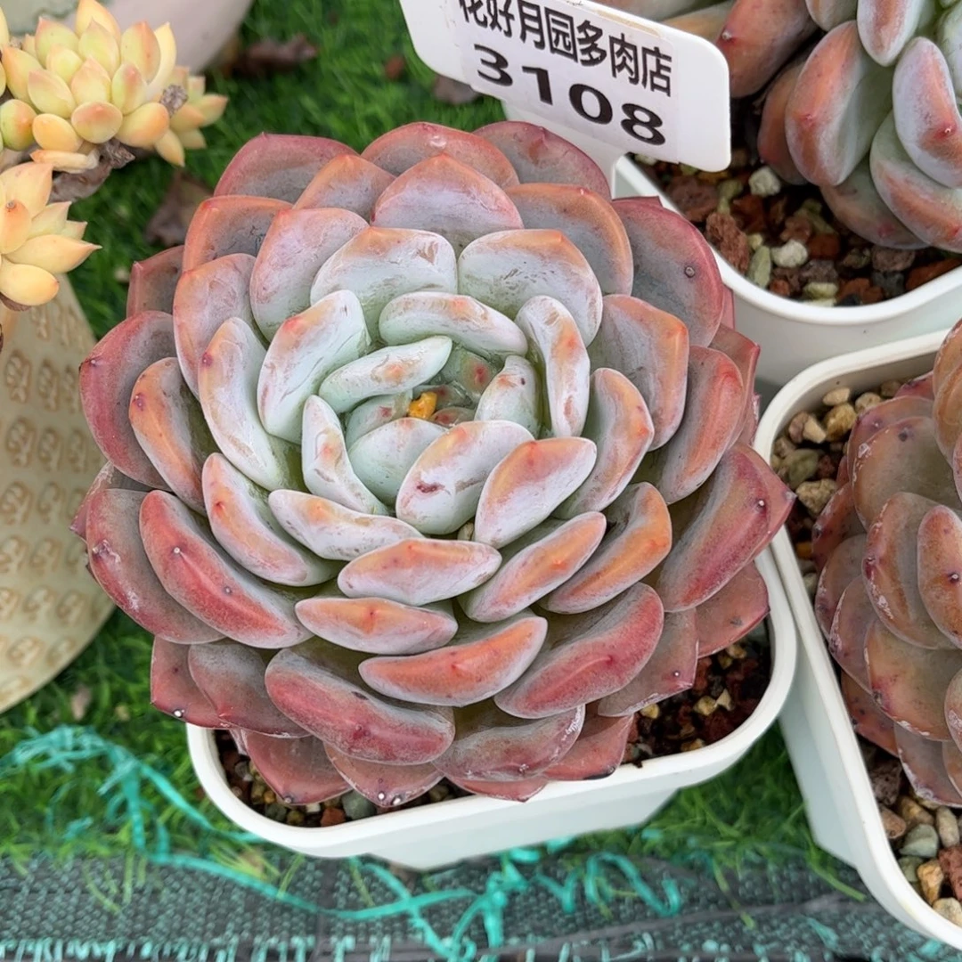 美***美多肉植物3108 一定要拍冷链哦
