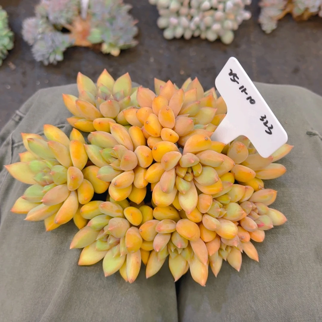 小***雪一物一拍红象牙大群323