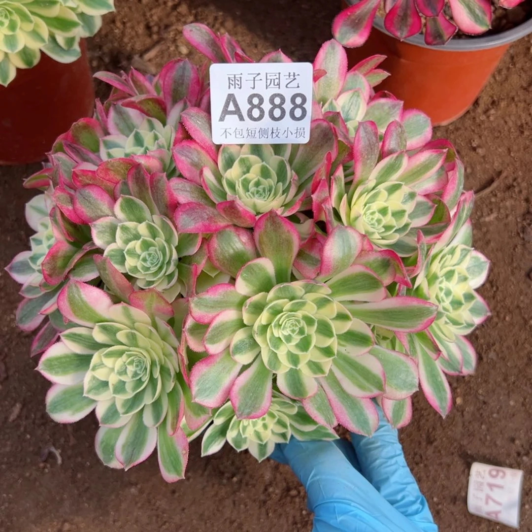 888玉姿尺寸25左右