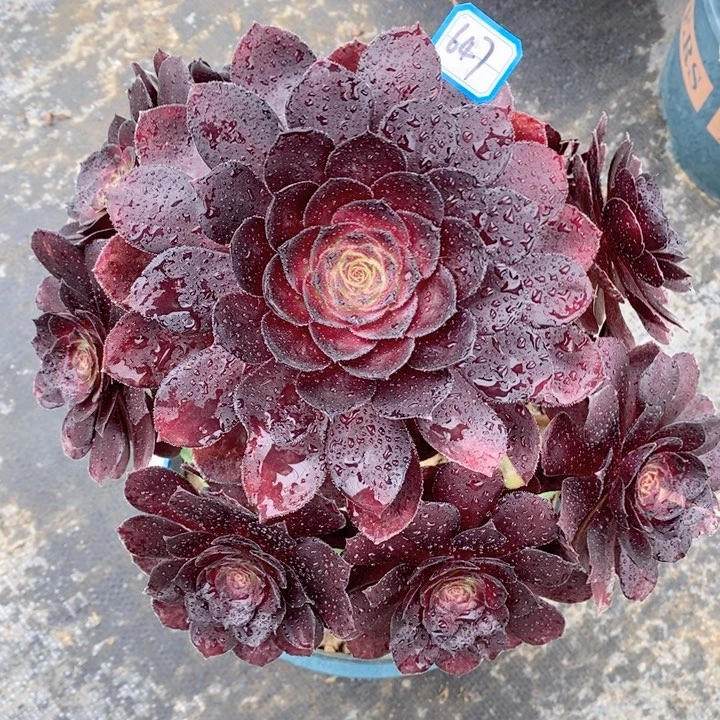 647黑骑士多肉法师