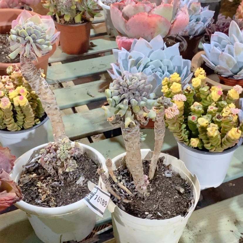 【闪购商品】八*两颗血精灵处理16189