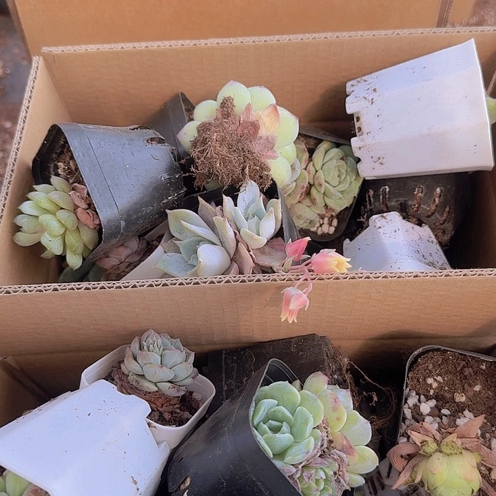 6号纸箱一整箱品种数量不固定不接售后