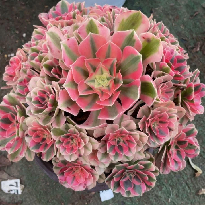 617粉女巫精品法师多肉