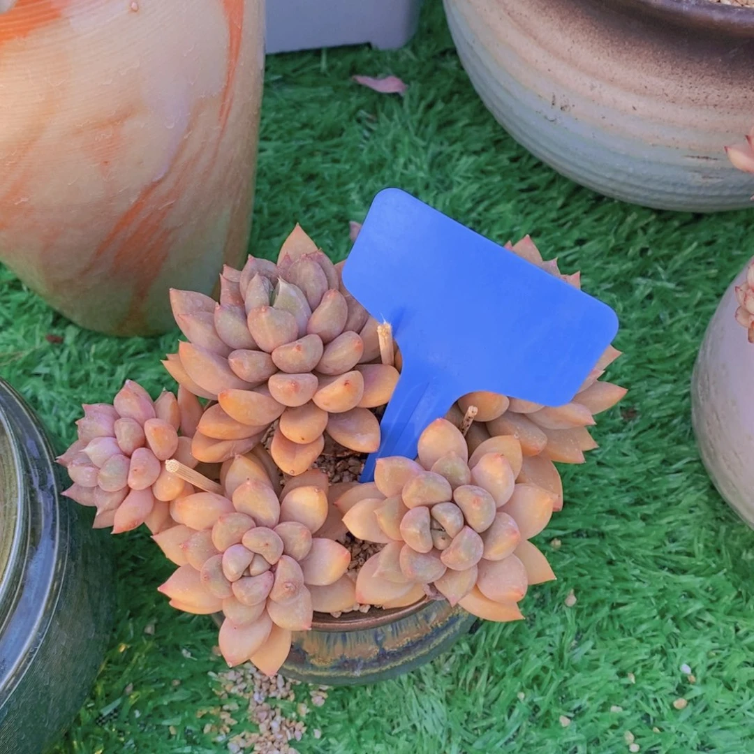 用****1开心多肉植物多肉