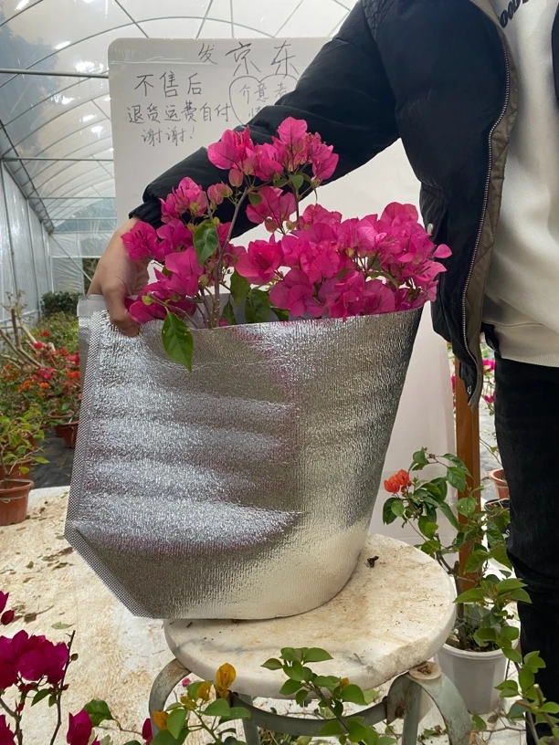 三角梅勤花懒人盆栽三叶梅苗四季室内庭院阳台耐寒三角梅老桩直发