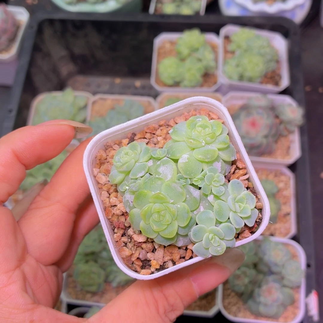 纸鸢甜心多肉植物