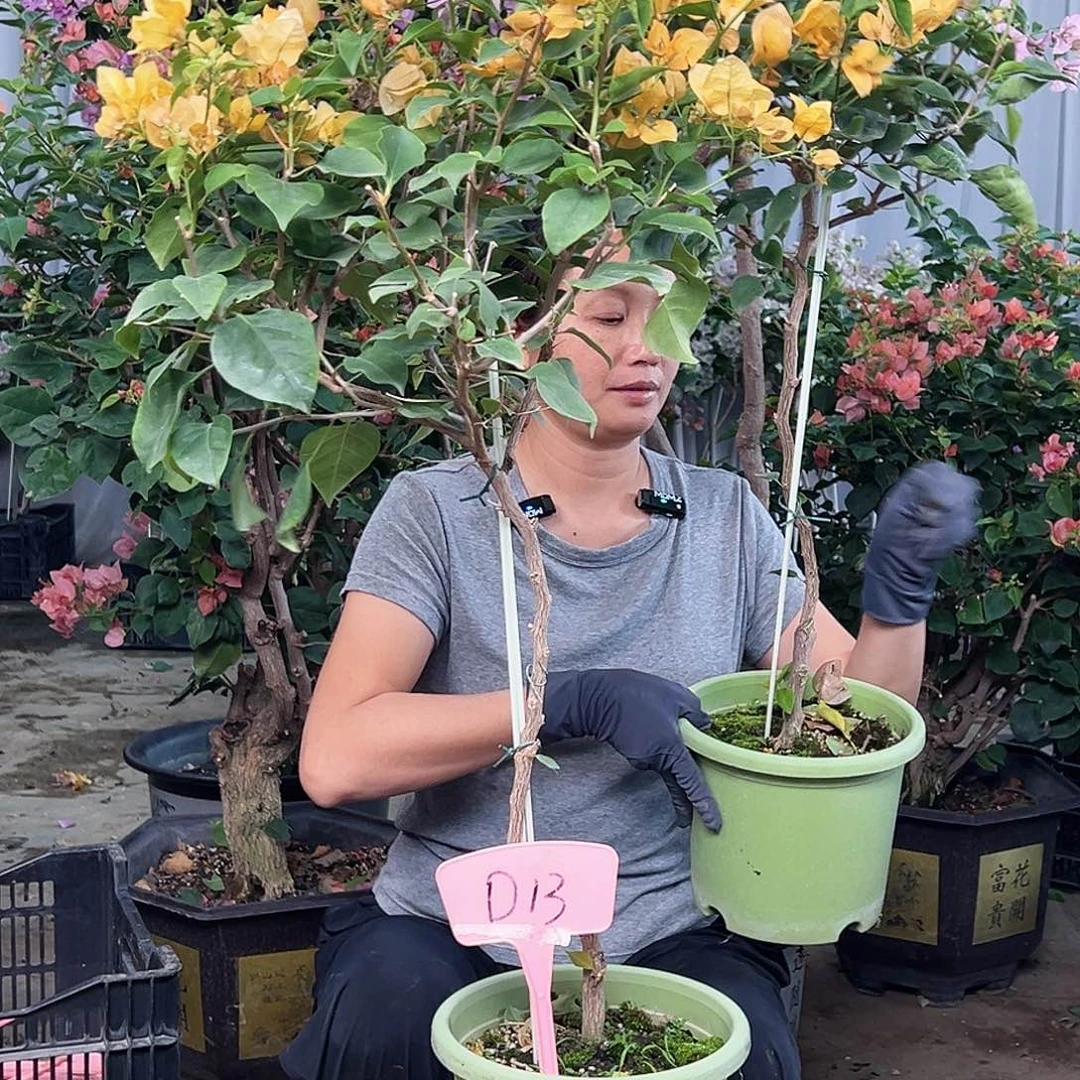 ****啡大部分花苞少量开放D13金色光辉