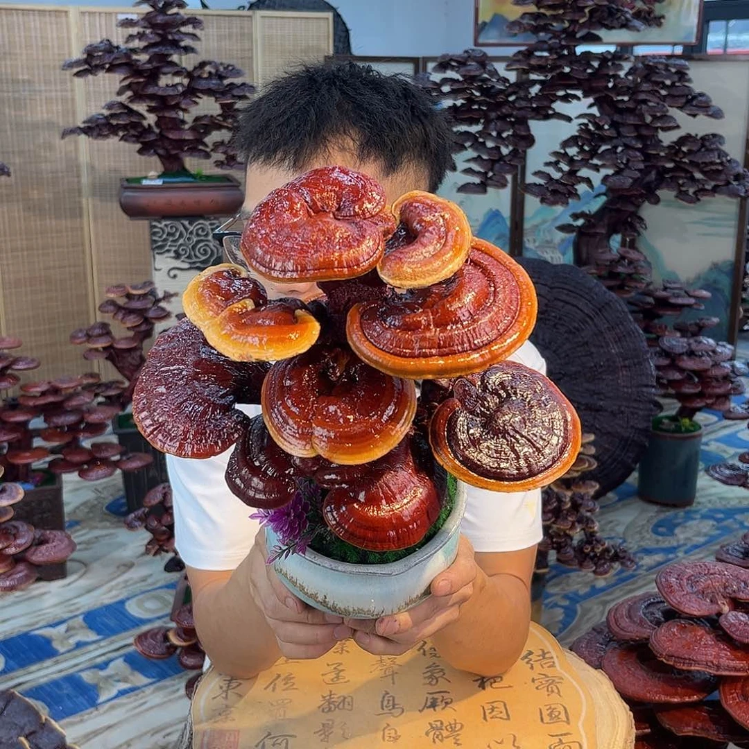 无花朵588888888888