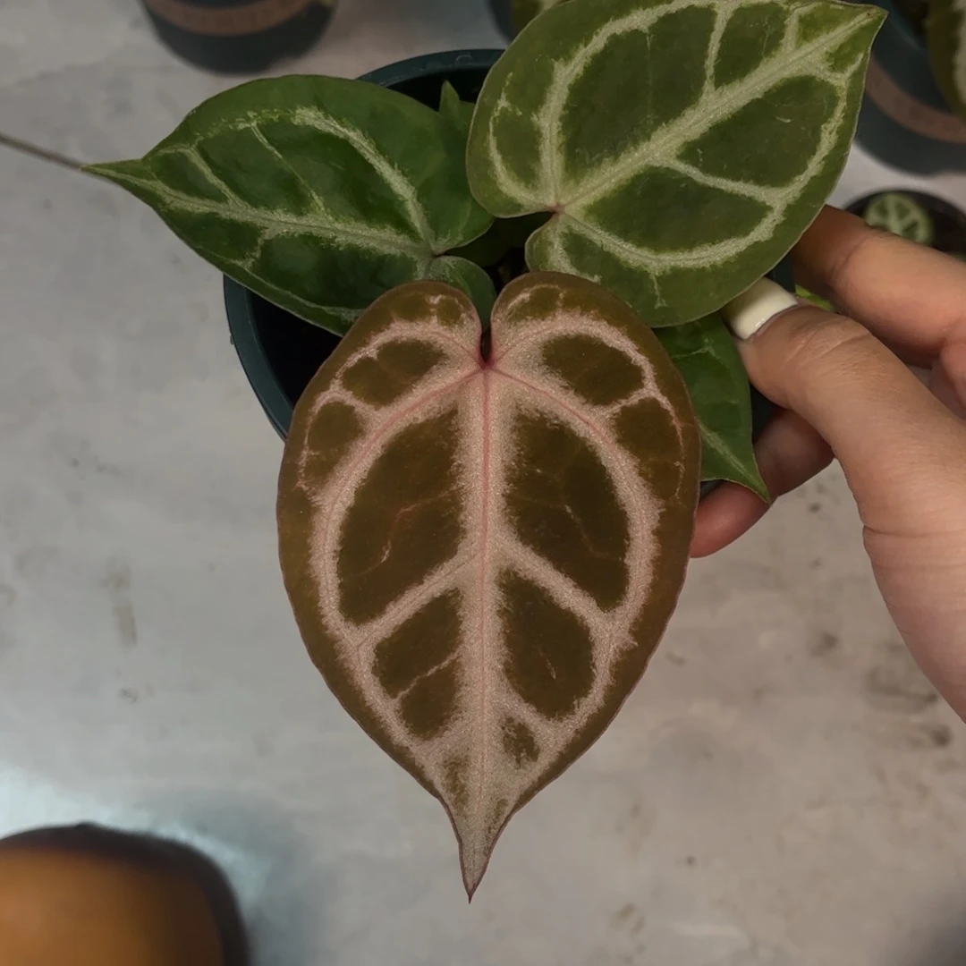 无花朵粉柠檬杂～～