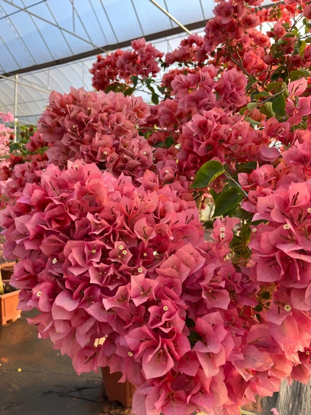 三角梅老桩盆景造型