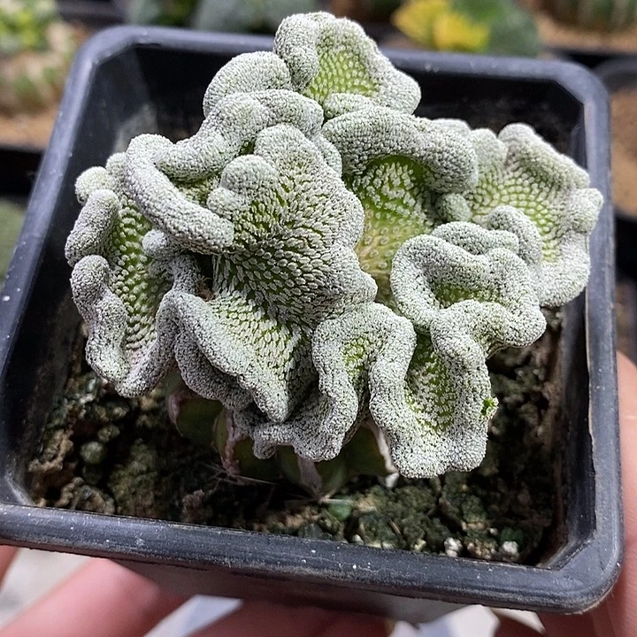 福利精巧丸缀化。514号