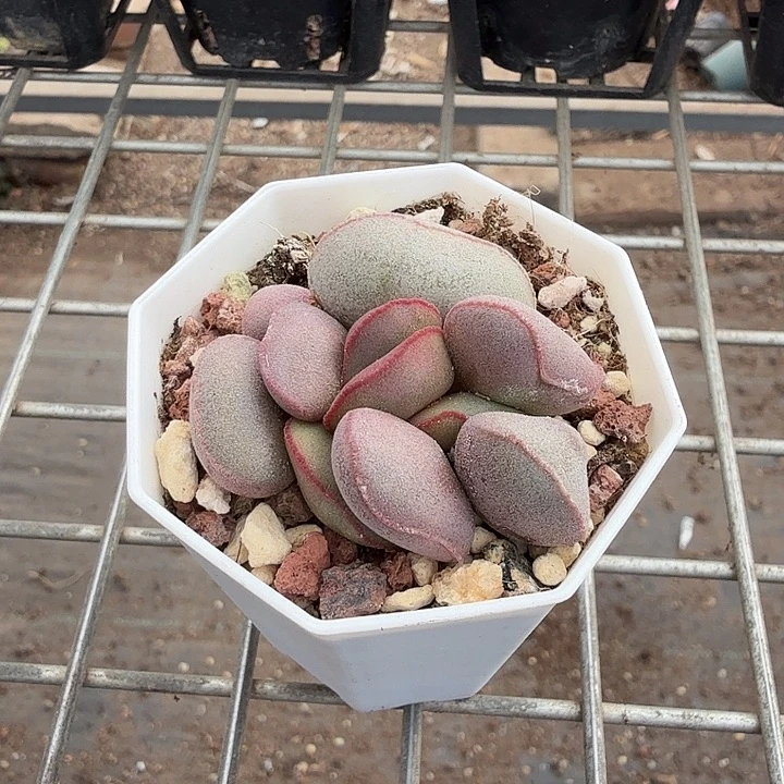 小红蛋水泡6仙人球