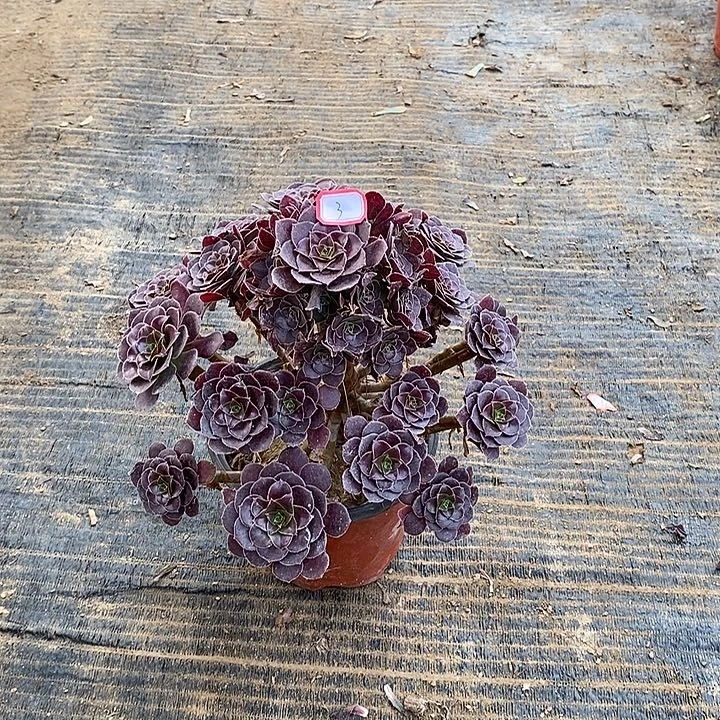 3，荷兰玫瑰125678999000