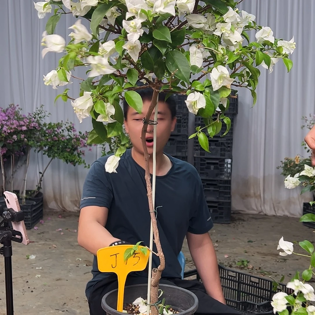 虹***姐当前无花栽培后可以开花J15白雪