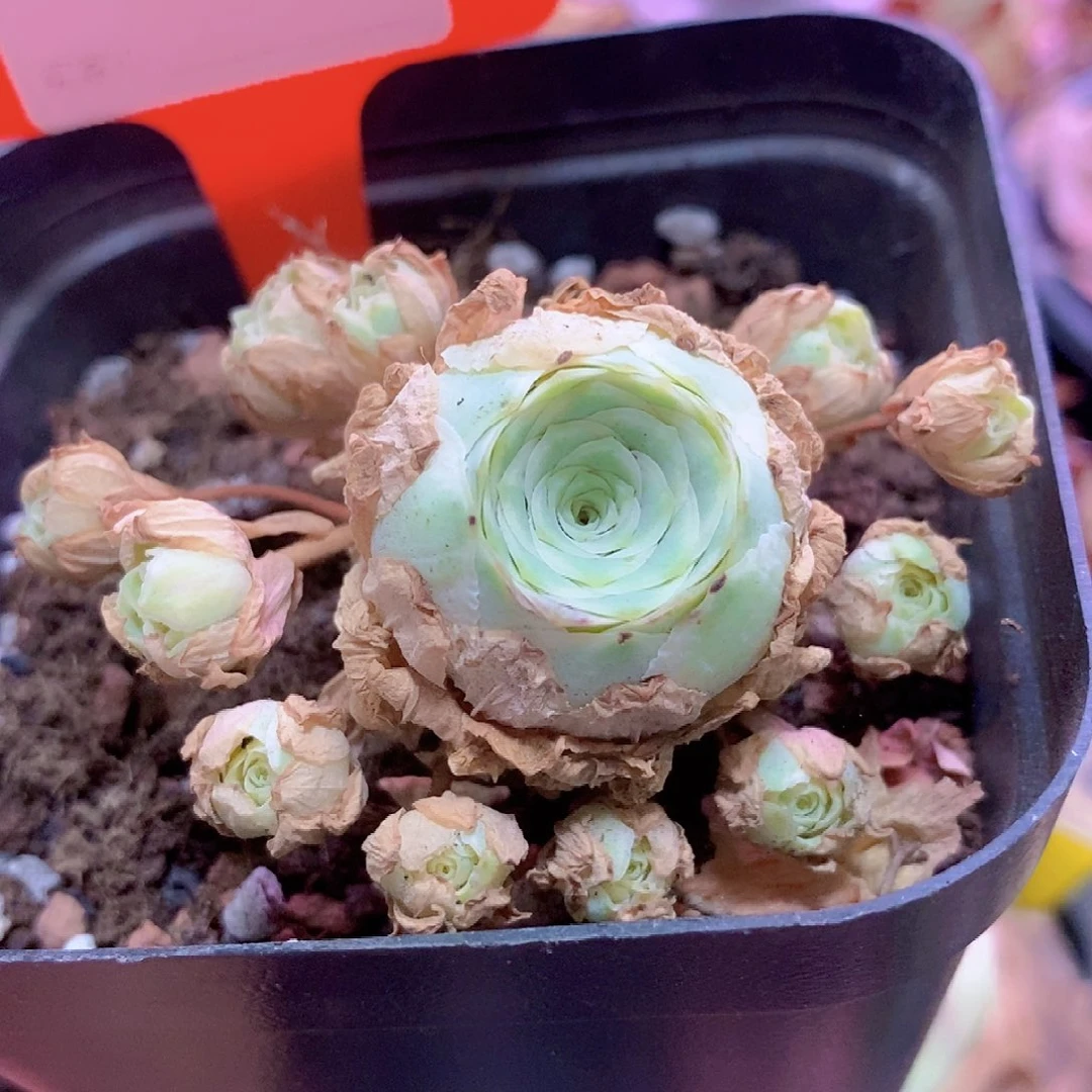 秋夕手捧一物一拍296