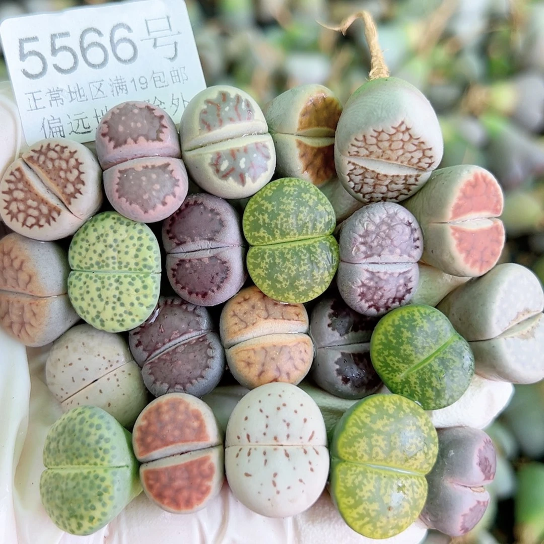 5566 好养易活生石花大母本21个1.5cm左右打包处理