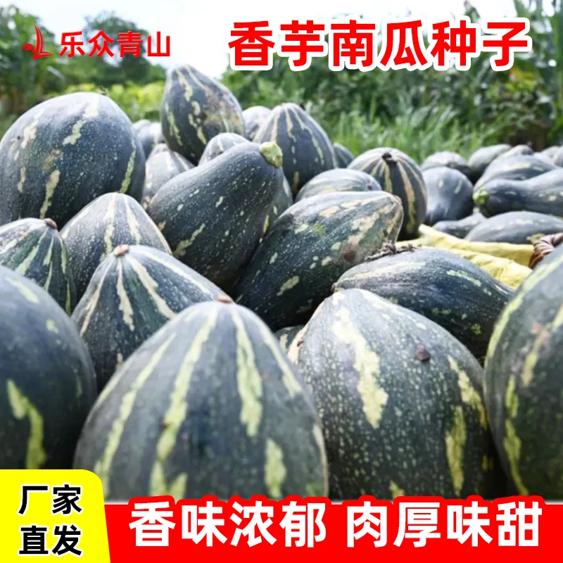 香芋南瓜种子浓香甜糯板栗味好种蔬菜种籽阳台小院南方北方四季