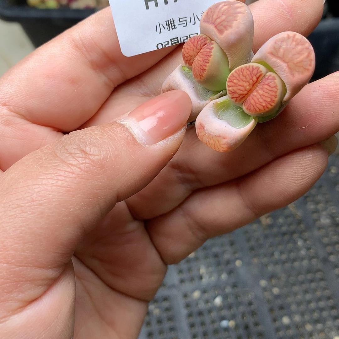 H178多肉植物保护研究所