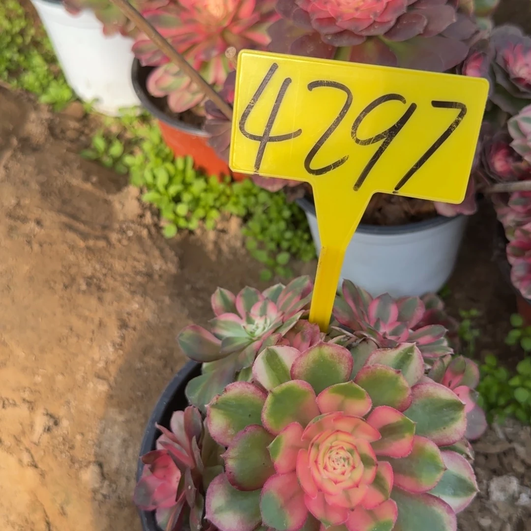 4297---荔枝多肉植物
