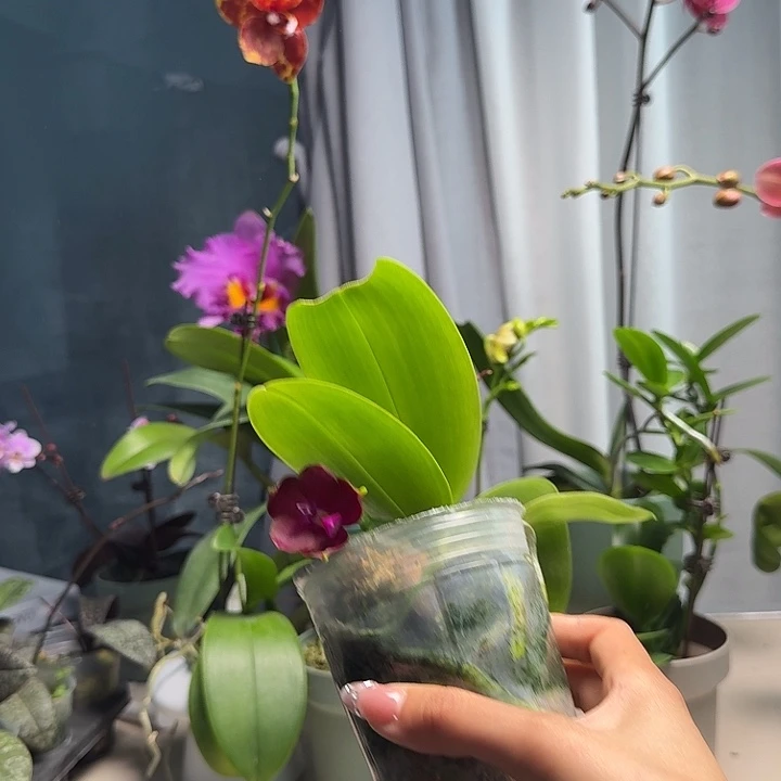 大部分开放少量花苞小红帽