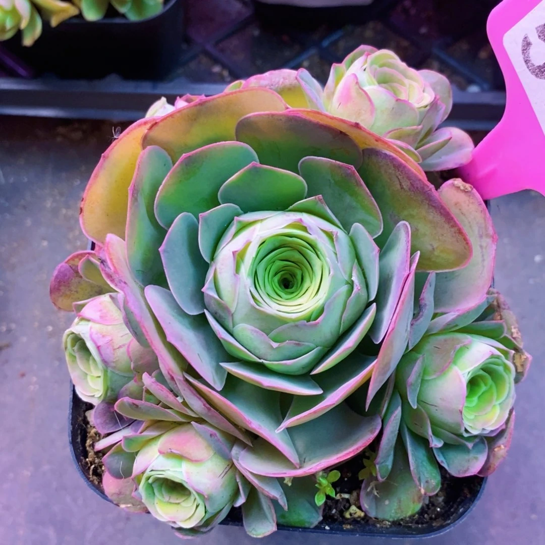 山地玫瑰下播福利一物一拍573花千骨系列