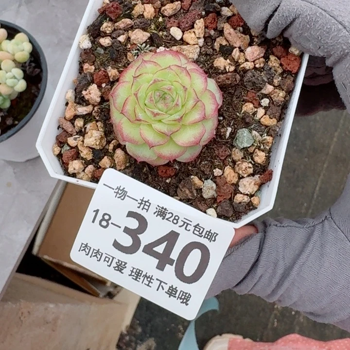 女王无盆土发货多肉多肉无