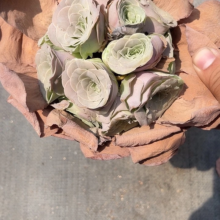 喜***喵山地玫瑰一物一拍
