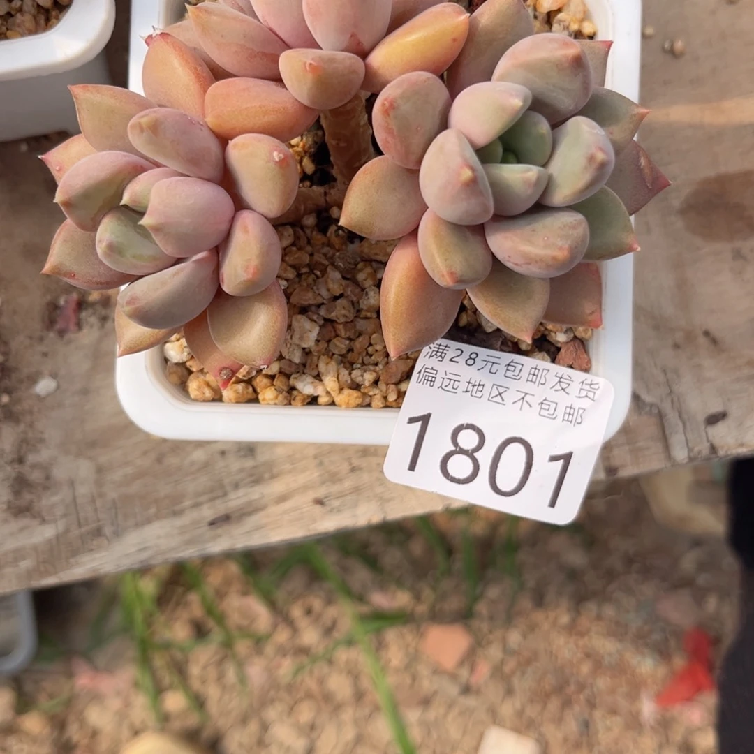 大1801。v f h g g j j