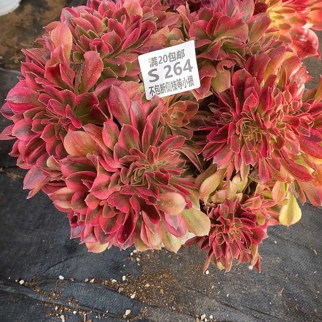 风*264香妃缀化多肉法师锦