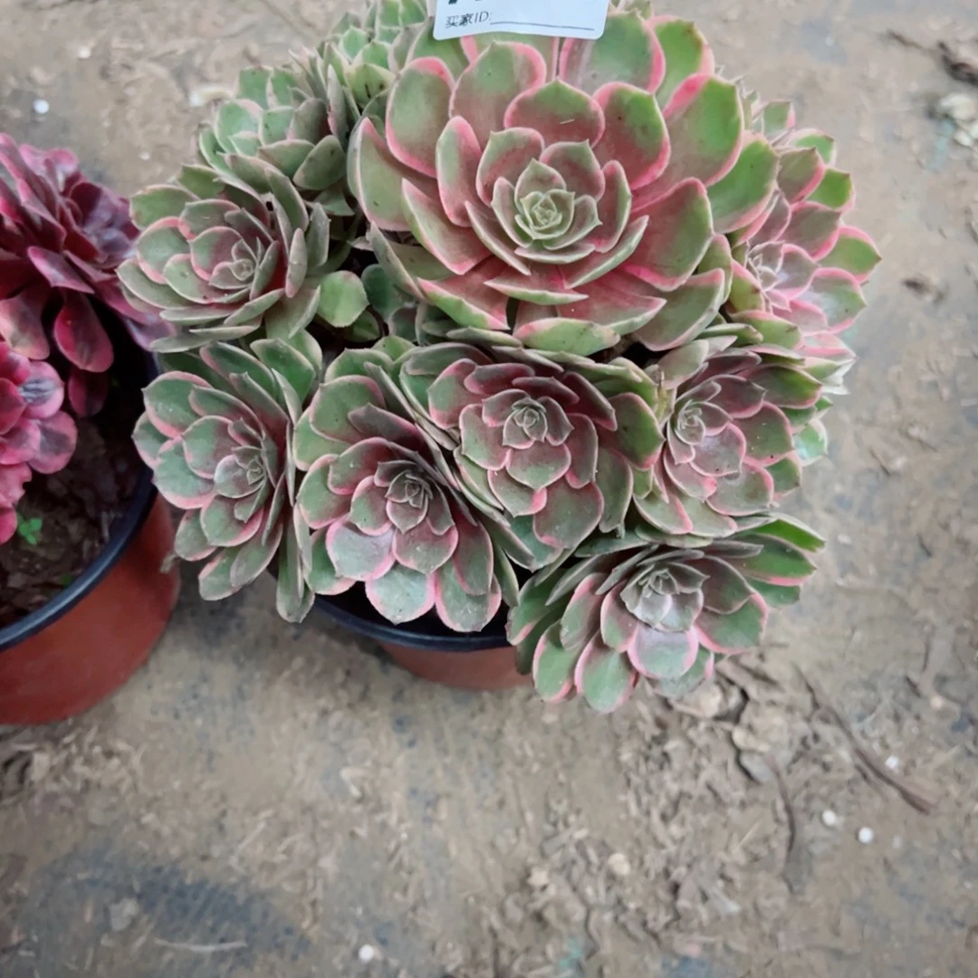 152粉花妖多肉植物法师