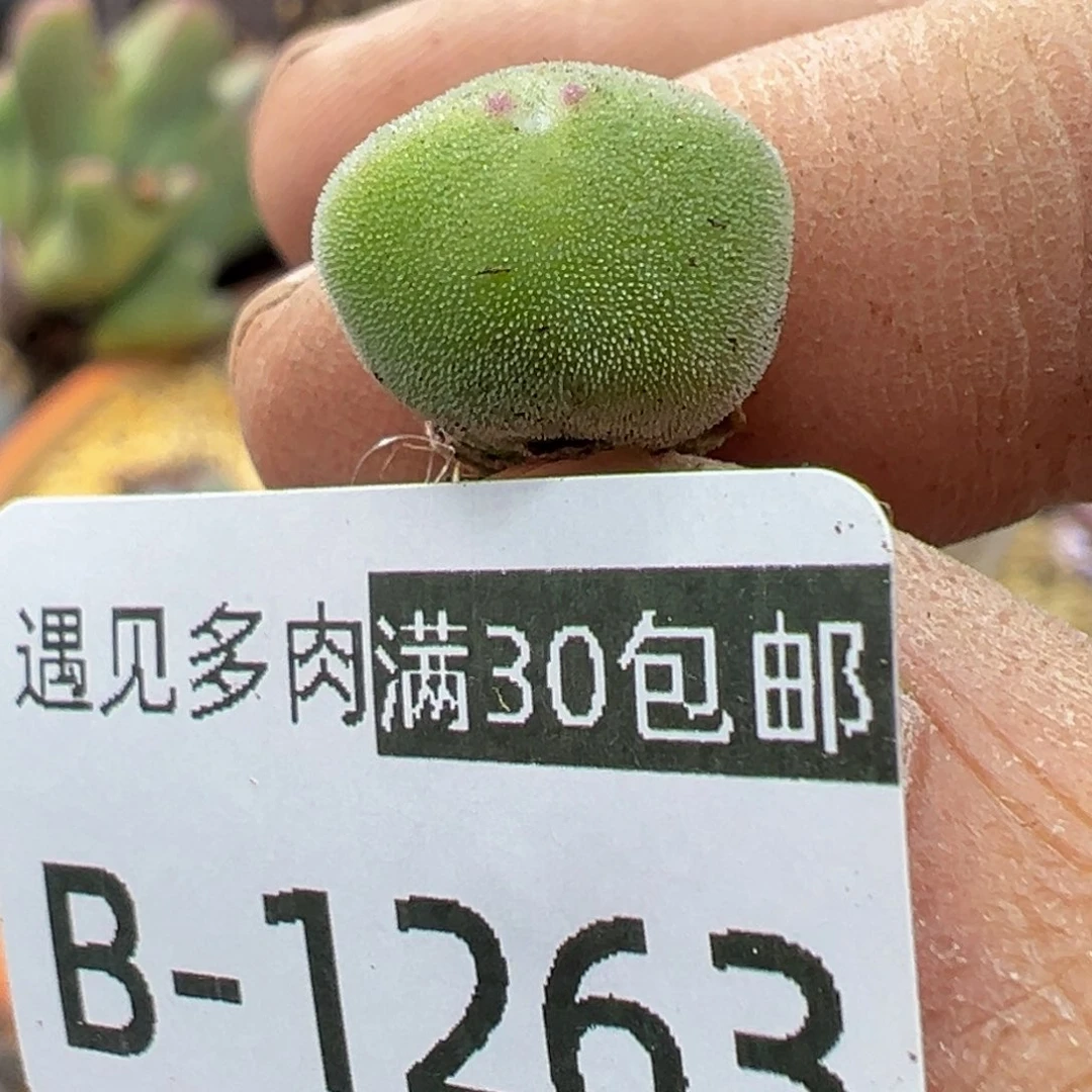 多肉植物1111111111111