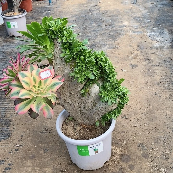 25，嫁接绿法缀146789900000