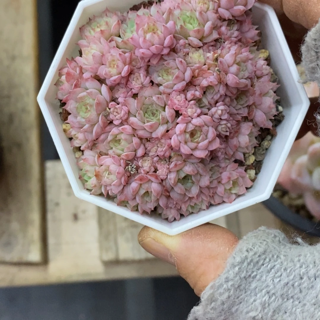 精品多肉一物一拍不包整132