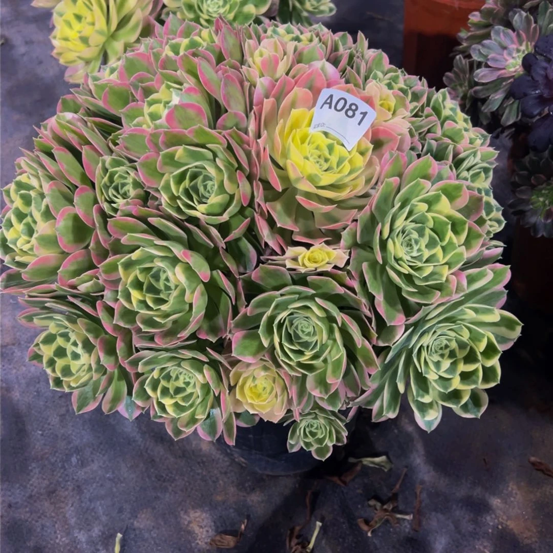 月**水081白凤法师，多肉植物