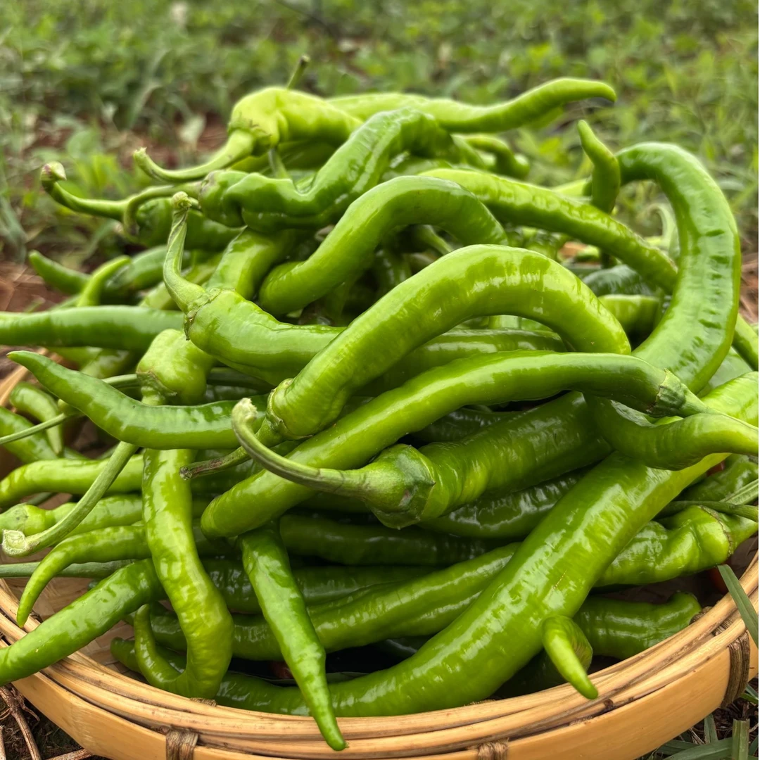 湖南高山老品种土辣椒