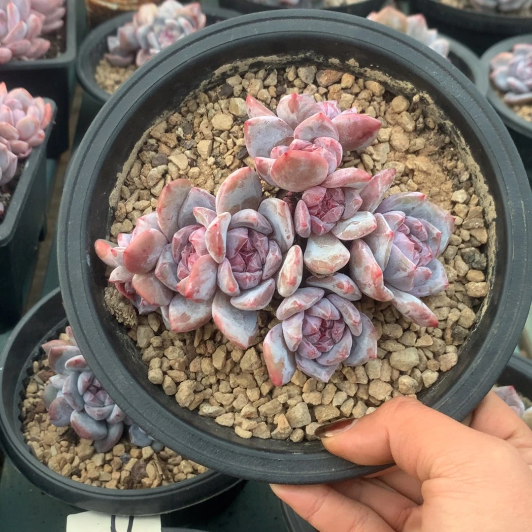 石榴籽九头紫皮花花