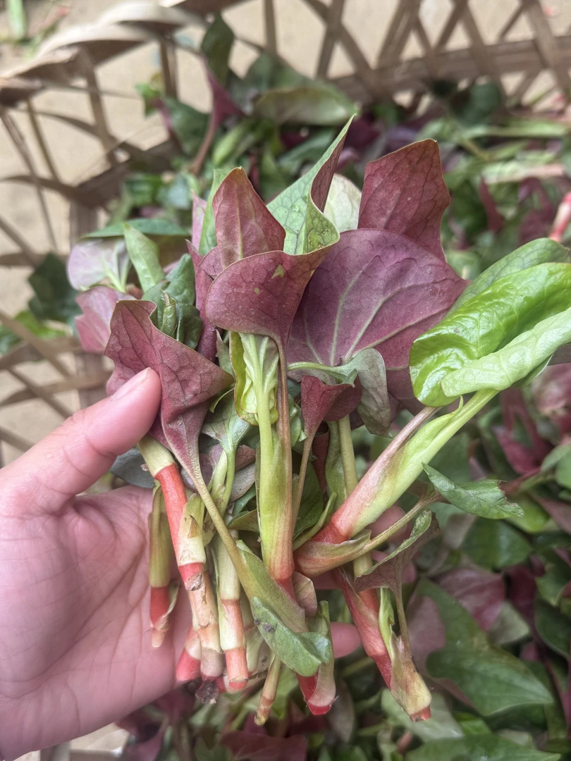 【冷链保鲜不好包赔】折耳根叶子鱼腥草嫩芽嫩尖叶清脆节节根猪皮拱