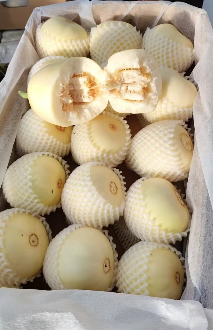 老二 白糖罐香瓜