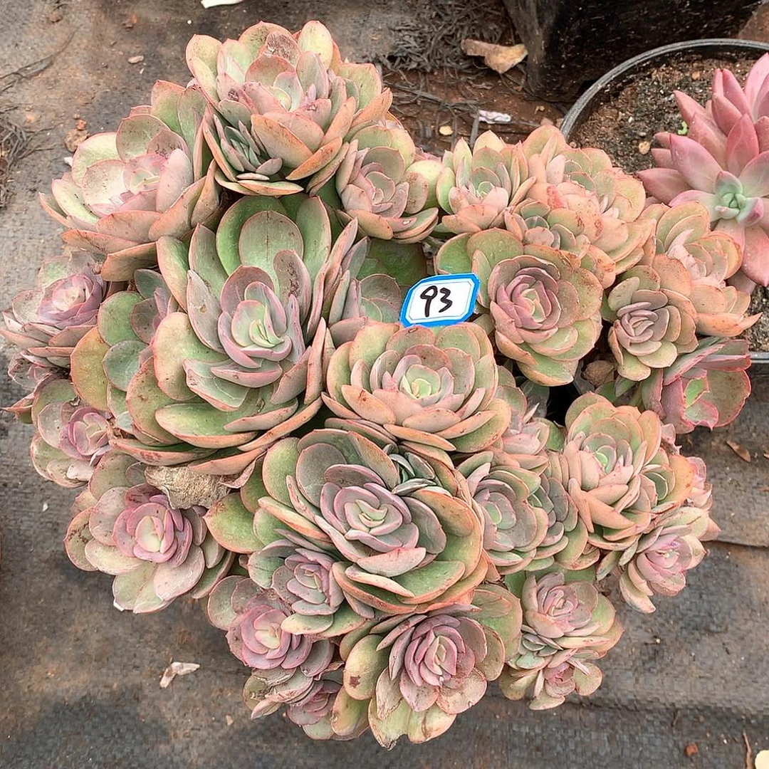 93秀妍一物一拍多肉