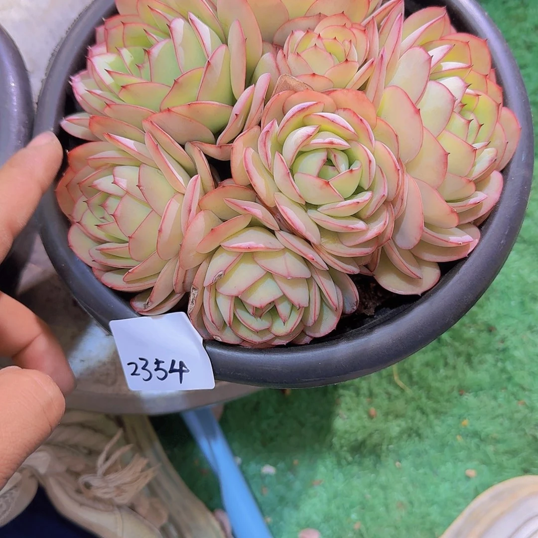 微**～2354牡丹亭多肉