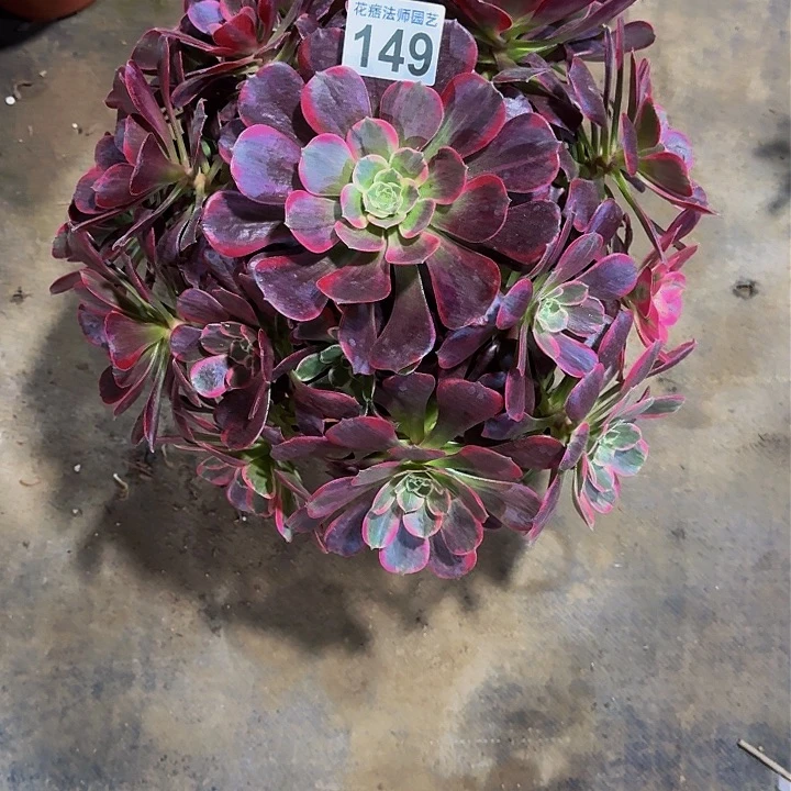 红陶黑*珠金丝雀149000