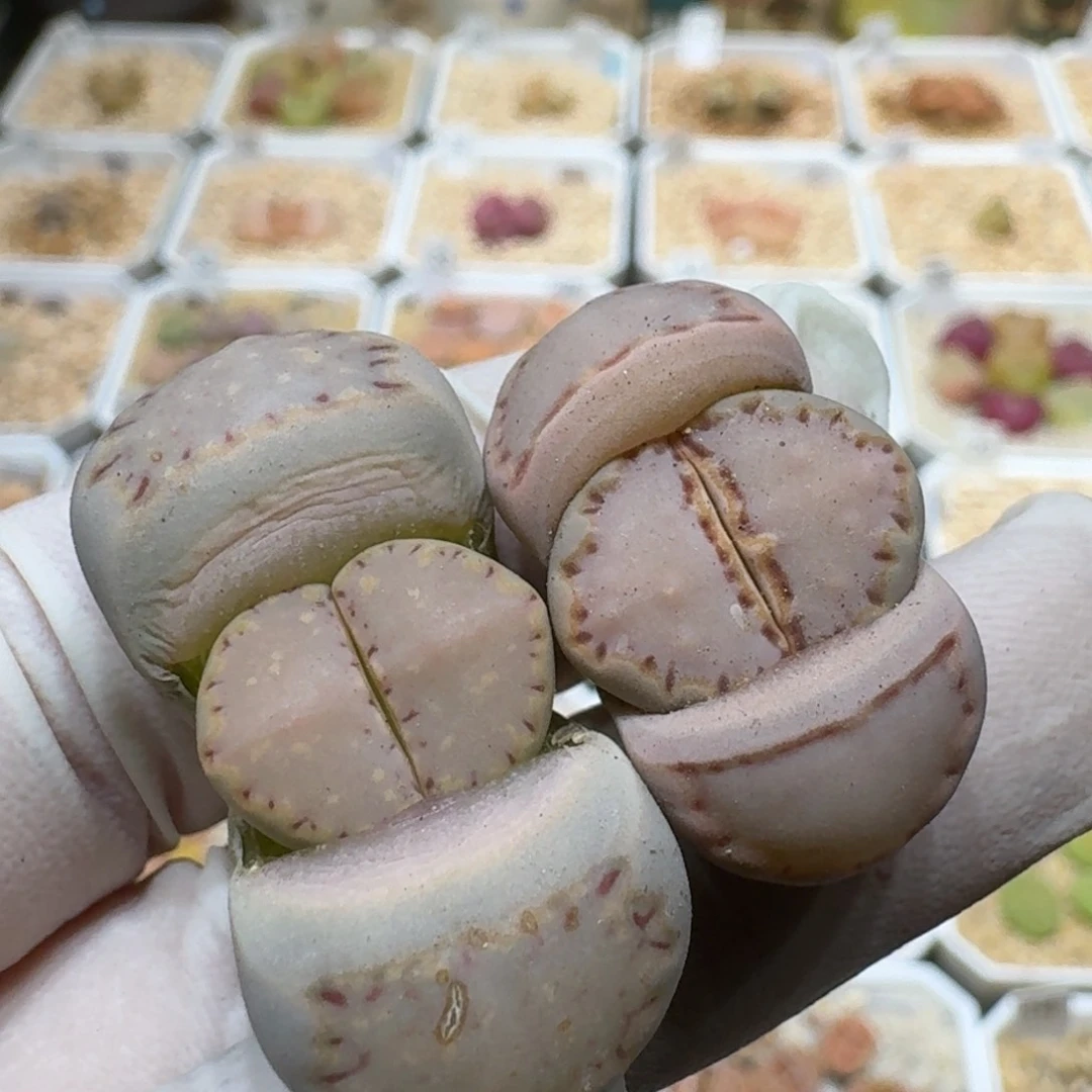 星****）0218-55饼干编号s'k