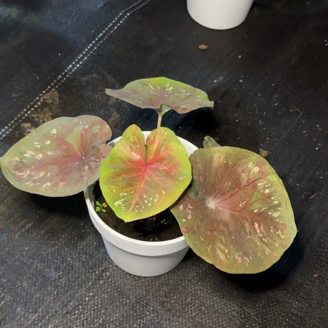 无花朵海王 0738