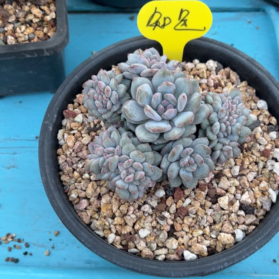 @**、突尼斯缀化加朵朵群啊啊啊