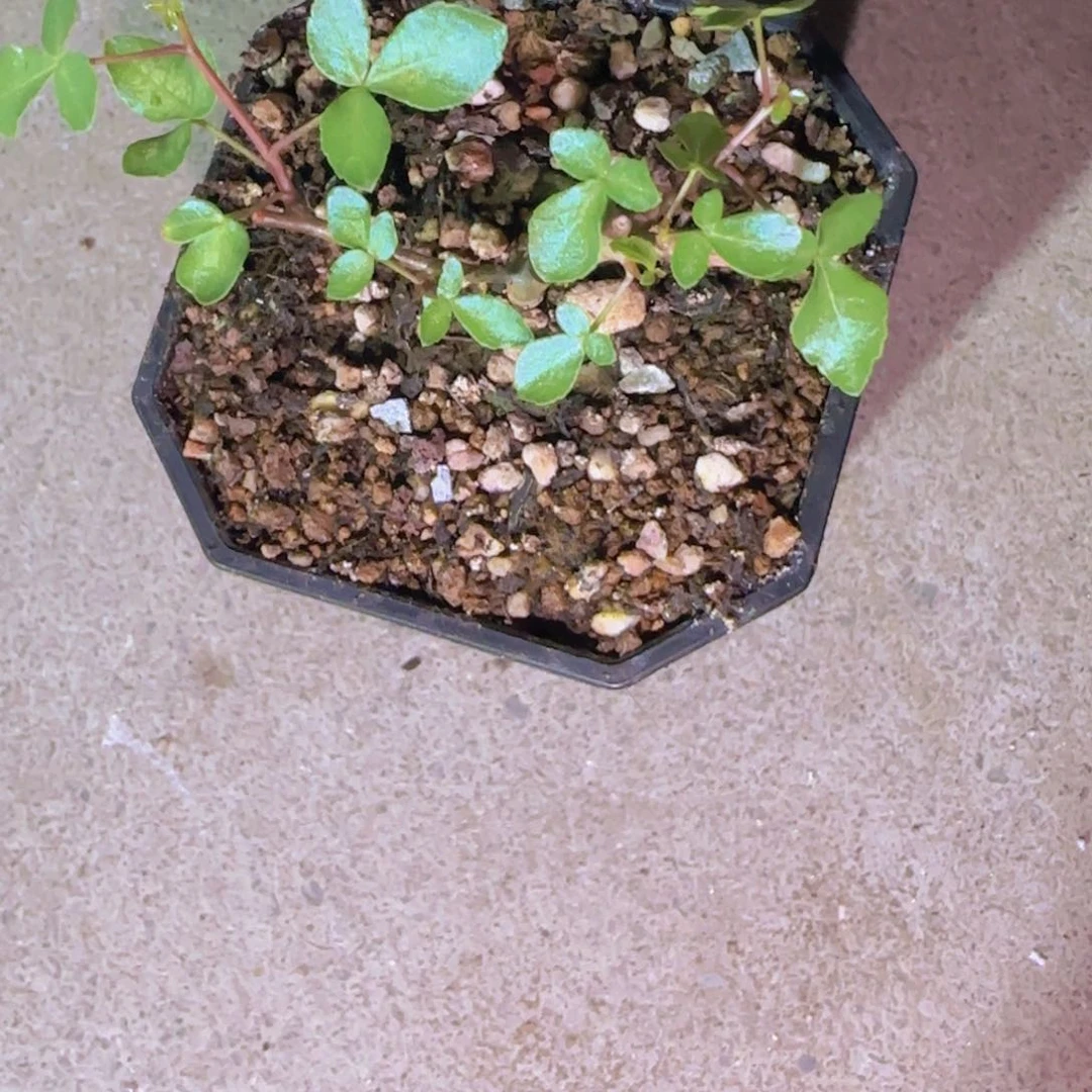 一***子块根植物块根植物