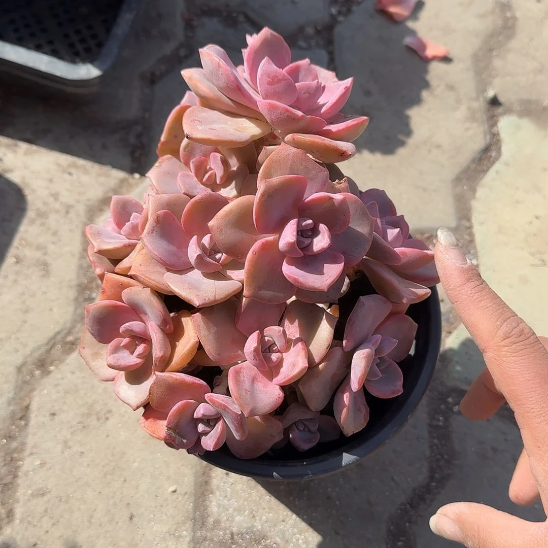 彩虹糖老庄多肉植物