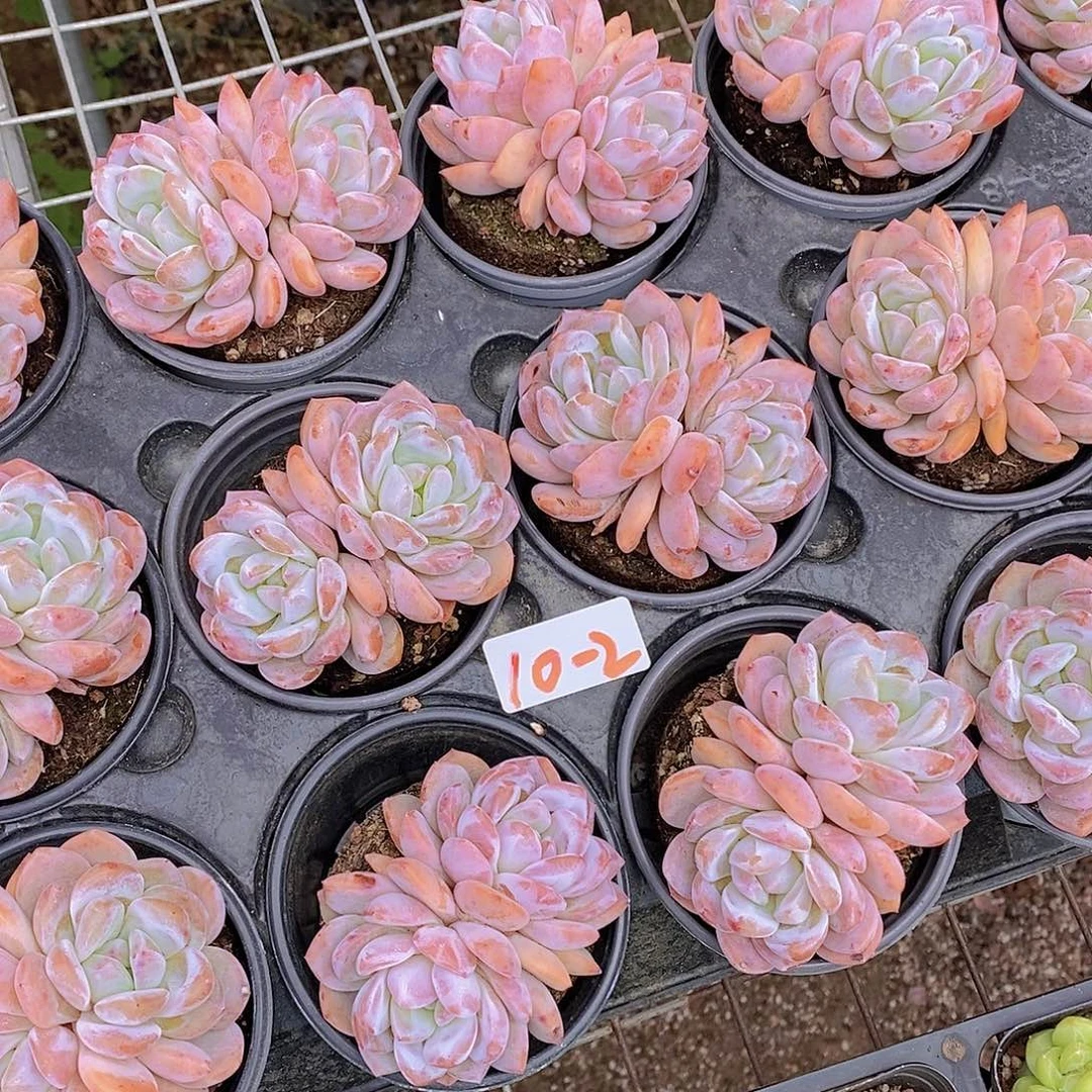 10-2- 新品 粉橙双头福利一颗 量拍