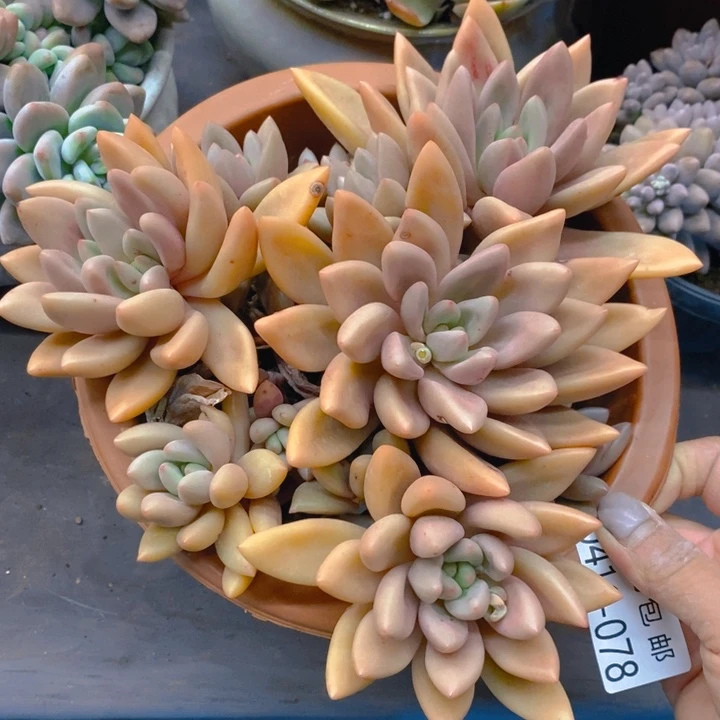 夏悦多肉0416-78桃花源