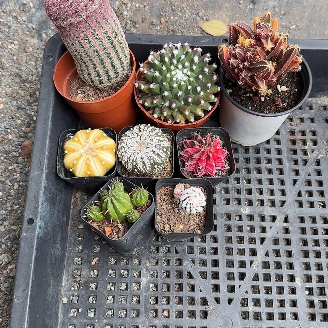 温***椒八棵仙人球多肉植物精品